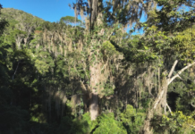 Maior jequitibá-rosa da Mata Atlântica é encontrado em reserva protegida pelo Instituto Chico Mendes