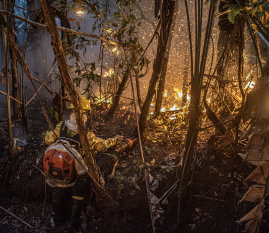 Desmatamento na Amazônia sobe 91% em maio