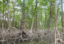 Mangue em água doce