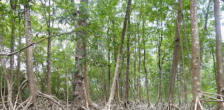 Mangue em água doce