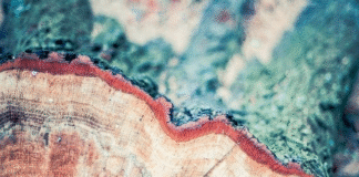 Registros irregulares no CAR sobem 56% de 2018 a 2020