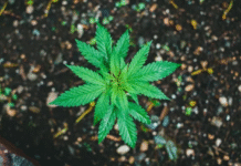 Cannabis e solo: o papel da planta na regeneração ambiental e no desenvolvimento sustentável