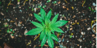 Cannabis e solo: o papel da planta na regeneração ambiental e no desenvolvimento sustentável