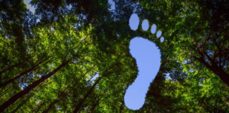 O impacto ambiental das COPs