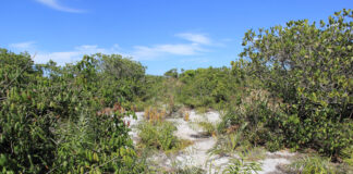 Reunião do Commads apresenta Plano de Recuperação de Áreas Degradadas na segunda-feira (25)