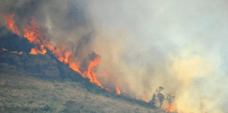 Estado do Rio de Janeiro não tem plano estratégico para evitar incêndios florestais