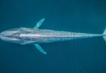 ONU abre inscrições para bolsas de estudo sobre o oceano e direito do mar