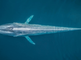 ONU abre inscrições para bolsas de estudo sobre o oceano e direito do mar