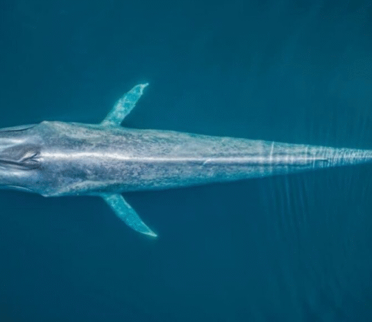 ONU abre inscrições para bolsas de estudo sobre o oceano e direito do mar