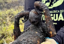 A aniquilação da biosfera e a contribuição do Brasil