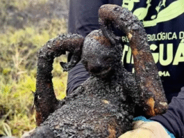 A aniquilação da biosfera e a contribuição do Brasil