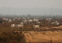 Boi, soja e agrotóxicos: as isenções tributárias do agro que alimentam o desmatamento e a poluição