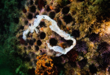 Pesquisa inédita revela impacto dos plásticos no mar do Rio e riscos à saúde e à pesca