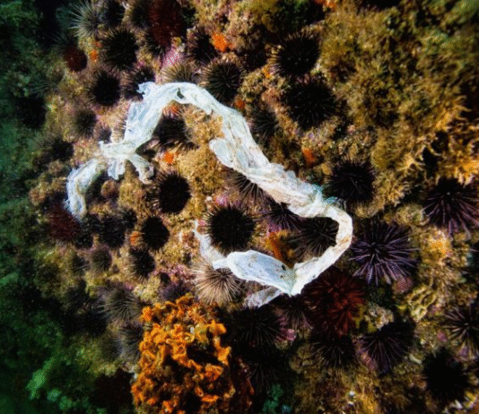 Pesquisa inédita revela impacto dos plásticos no mar do Rio e riscos à saúde e à pesca