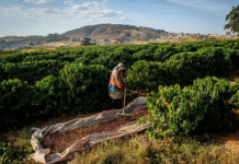 Maior cooperativa de café do país é ligada a novos casos de trabalho escravo