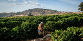 Maior cooperativa de café do país é ligada a novos casos de trabalho escravo