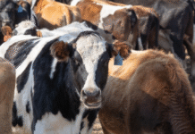 Depois de operação na Amazônia, Ibama notifica JBS (JBSS32) por compra de gado ilegal