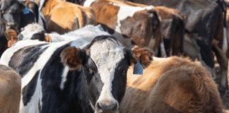 Depois de operação na Amazônia, Ibama notifica JBS (JBSS32) por compra de gado ilegal