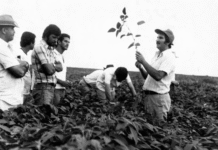 A herança (agro) tóxica da ditadura civil-militar de 1964