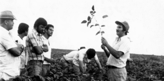 A herança (agro) tóxica da ditadura civil-militar de 1964