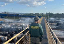 Ibama apreende gado de áreas desmatadas ilegalmente e autua frigoríficos na Amazônia