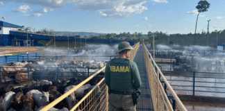 Ibama apreende gado de áreas desmatadas ilegalmente e autua frigoríficos na Amazônia