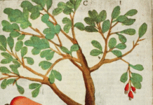 Um botânico europeu na China