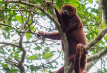 Microplástico é encontrado pela primeira vez na barriga de macacos amazônicos