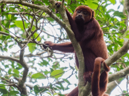 Microplástico é encontrado pela primeira vez na barriga de macacos amazônicos