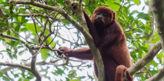 Microplástico é encontrado pela primeira vez na barriga de macacos amazônicos
