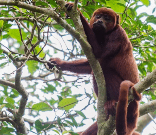Microplástico é encontrado pela primeira vez na barriga de macacos amazônicos