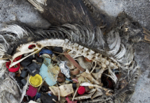 Perigo invisível e sem fronteiras: microplásticos e nanoplásticos já contaminam toda a cadeia alimentar do planeta