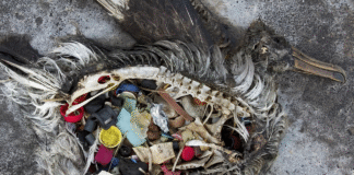 Perigo invisível e sem fronteiras: microplásticos e nanoplásticos já contaminam toda a cadeia alimentar do planeta