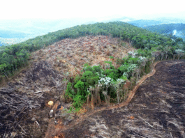 Fundo de Financiamento para Florestas Tropicais: a nova fantasia financeira do colapso climático