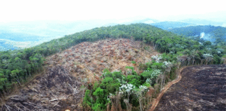 Fundo de Financiamento para Florestas Tropicais: a nova fantasia financeira do colapso climático