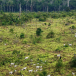 Estudo mostra relação entre exportações de carne bovina brasileira e desmatamento