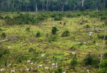 Estudo mostra relação entre exportações de carne bovina brasileira e desmatamento
