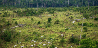 Estudo mostra relação entre exportações de carne bovina brasileira e desmatamento