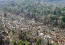 Para além das ilusões da COP30, a necessidade de organizar a luta climática em novos marcos