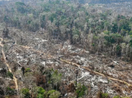 Para além das ilusões da COP30, a necessidade de organizar a luta climática em novos marcos