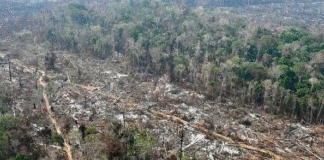 Para além das ilusões da COP30, a necessidade de organizar a luta climática em novos marcos