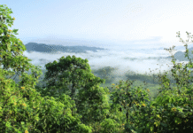 Amazônia, entre o diálogo com o mundo e a urgência climática do século