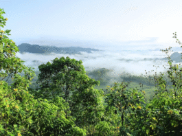 Amazônia, entre o diálogo com o mundo e a urgência climática do século