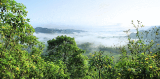 Amazônia, entre o diálogo com o mundo e a urgência climática do século