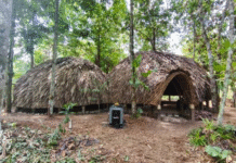 Casa da Floresta vai oferecer cultura e arte à população de Belém durante o período da COP 30