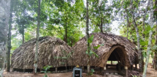 Casa da Floresta vai oferecer cultura e arte à população de Belém durante o período da COP 30