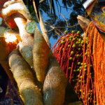 Sem peixe nem tapioca: mudança na alimentação ameaça cultura e saúde de ribeirinhos da Amazônia