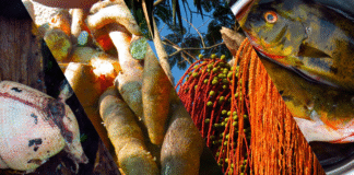 Sem peixe nem tapioca: mudança na alimentação ameaça cultura e saúde de ribeirinhos da Amazônia