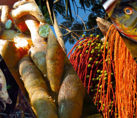 Sem peixe nem tapioca: mudança na alimentação ameaça cultura e saúde de ribeirinhos da Amazônia