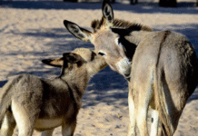 Tem um jumento na sala da COP 30
